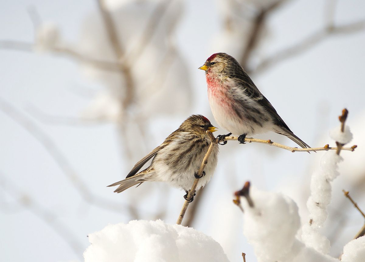LESSER REDPOLL (Acanthis caberet) songbird factfile